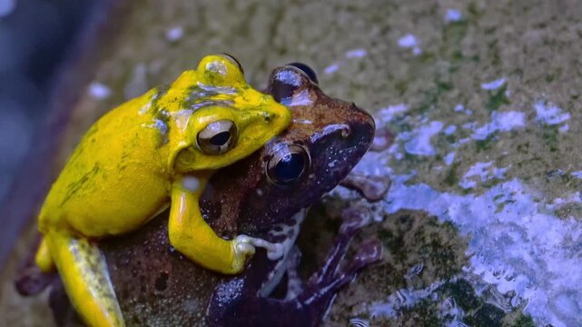 Buergeria robusta brown tree frog mating
