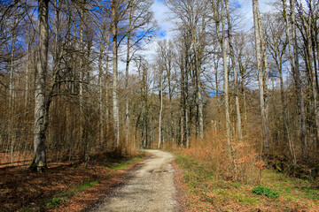 Circular route of the Irabia reservoir in the Irati forest. Navarra, Spain.