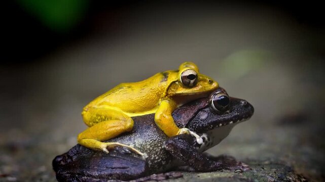 Buergeria robusta brown tree frog mating