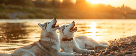 Couple cute dogs howl raising their muzzles up. Beautiful Siberian husky howling lying on shingle river bank in orange rays setting sun. Summer natural landscape with singing dogs.
