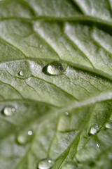 natural green vertical background from leaves with water drops. environment and ecology background. macro view of green leaves
