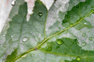 Greeen summer wallpaper with water drops on leaf. Natural pattern on green leaf close up