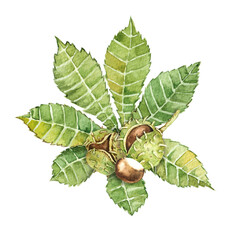Chestnut fruit, watercolor illustration drawn on a white background