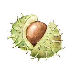 Chestnut fruit, watercolor illustration drawn on a white background