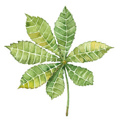 Chestnut leaf, watercolor illustration drawn on a white background