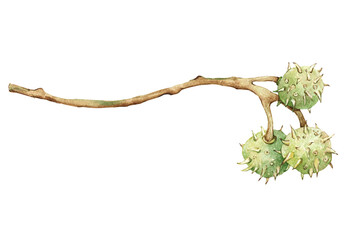 Chestnut fruit, watercolor illustration drawn on a white background