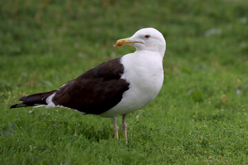 Lesser black-backed gull