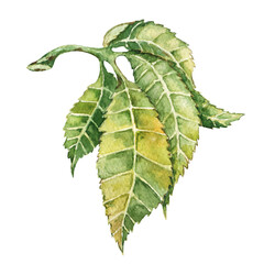 Chestnut leaf, watercolor illustration drawn on a white background