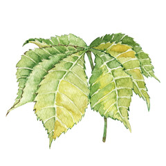Chestnut leaf, watercolor illustration drawn on a white background