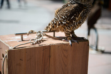 Close-up of an owl perched on a wooden box with blurred background