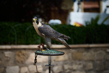 Close-up of a focused falcon perched on a stand with prey outdoors