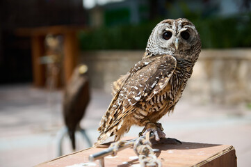 Close-up of a beautiful owl perched outdoors with another bird in the background