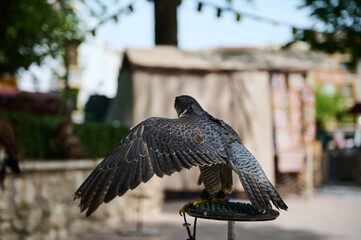 Close-up of a majestic falcon perched on a stand with wings outspread in an outdoor setting