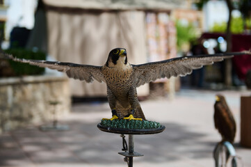 Peregrine falcon with wings outstretched perched on a stand in an outdoor setting