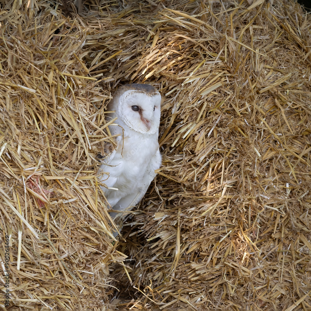 Poster a close up of a barn owl, tyto alba, as it perches between bales of straw. it is looking out between