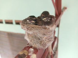 A small malaysian pied fantail (Rhipidura javanica)  two  bird chicks in  their nest  on buiding...