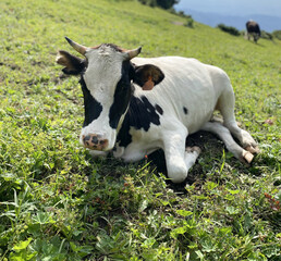 Cattle, a black and white cow lies on the grass, in a field during the day. Economics, animal husbandry, beef, cattle diseases
