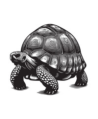 tortoise vector art,graphics tortoises icons set,vintage illustration tortoise clipart,vector tortoises flat style artwork design