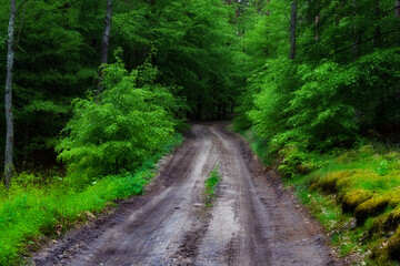 Leśna droga © Robert