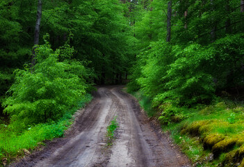 Obraz premium Leśna droga