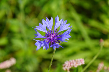 Close up cornflower, bachelor's button (Centaurea cyanus), family Asteraceae. Blurred grass, flowers in the verge. July, Netherlands