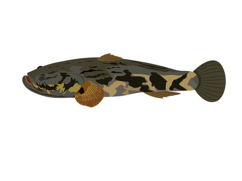 Oxyeleotris marmorata on a white background.