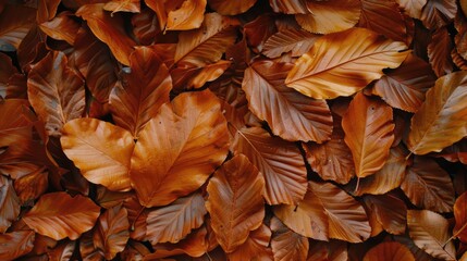 A close-up shot of a bunch of brown leaves