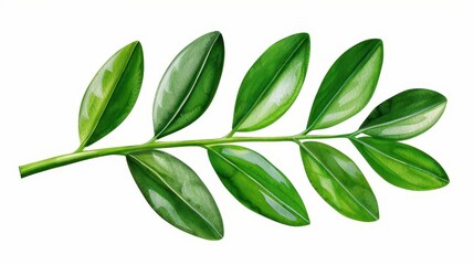 Naklejka premium Experience the beauty of isolated green leaves against a clean white backdrop, showcasing vibrant botanical watercolor art.