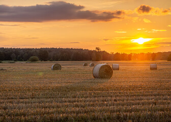 harvest in the field, stubble field during sunset. mowing wheat, rye. farming in the field next to...
