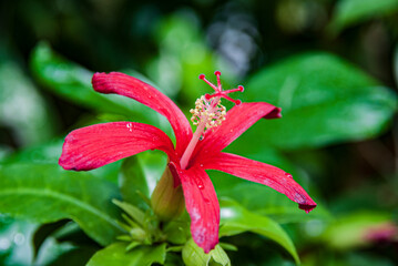 Hibiscus fragilis in Paris, France