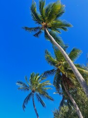 Naklejka premium palm tree and blue sky