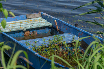 A blue fishing boat standing on the shore of the lake. a boat full of water with aquatic plants growing in it. abandoned fishing boat © Adam