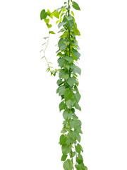 Close-up of growing vines isolated on transparent background png file.