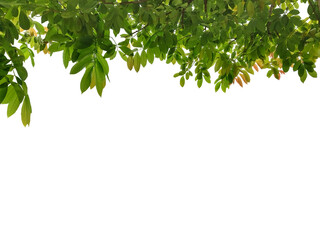 Close-up shot of backlit green leaves isolated on transparent background png file.