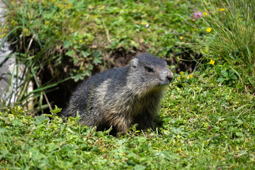 Junges Murmeltier am Eingang seines Baus.