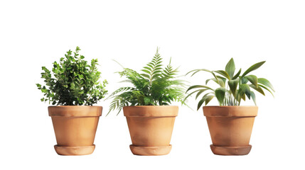 Three Distinct Potted Indoor Plants in Terra Cotta Pots Against a White Background