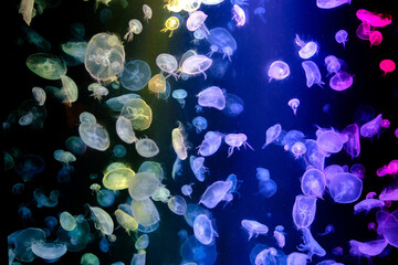 Beautiful colorful close-up jellyfish background © Eakkarach