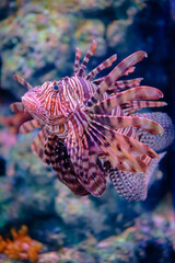 Close-up of a colorful lionfish.
