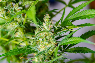 Flowering cannabis plants with developed trichomes that were grown indoors