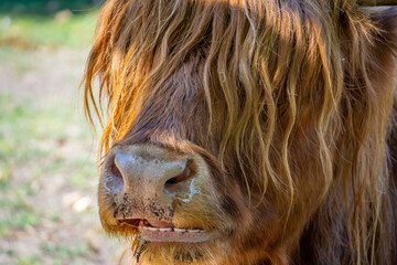 Scottish Highland cow, cattle with long hair. view of the big nose © Adam