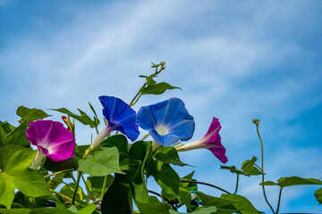 朝顔と夏の空
