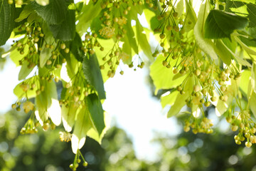 Beautiful linden tree with blossoms and green leaves outdoors
