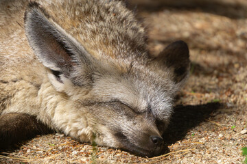 Wild desert animal resting in the shade on a hot summer sunny day