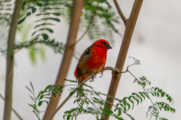 beautiful, colorful exotic bird sitting on a tree branch. wild bird on a branch and green leaves. blurred background