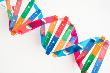 DNA or Deoxyribonucleic acid is a double helix chains structure formed by base pairs attached to a sugar phosphate backbone.