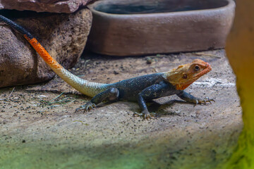 beautiful colorful lizard, red-headed agama, wild animal, reptile.