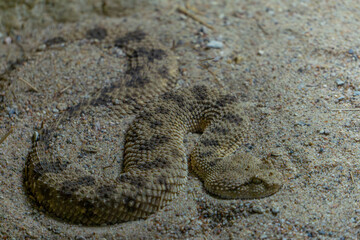 Avicenna's viper (Cerastes vipera) buried in the sand. the viper camouflages itself. a dangerous, venomous snake. wild animal, reptile