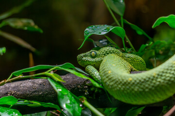 A very dangerous green viper. aggressive, dangerous snake/viper with toxic venom. A viper sitting on a branch among green leaves. dangerous wild animals © Adam