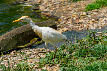 Golden heron wading bird, wild water bird heron, large water bird walking on the shore of a body of...