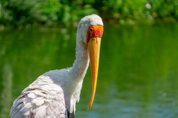African crab, large stork. A wild bird wading in the water with a large orange beak standing at the water's edge